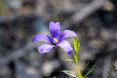 Cheiranthera linearis