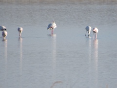 Phoenicopterus roseus