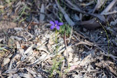 Cheiranthera linearis