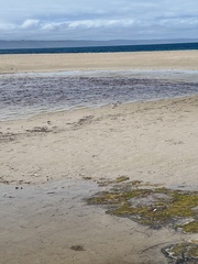 Thinornis cucullatus