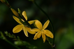 Echeandia breedlovei