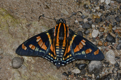 Mimardaris sela