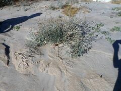 Palafoxia arida arida