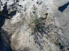 Palafoxia arida arida