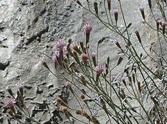 Palafoxia arida arida