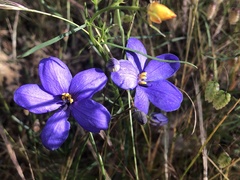 Cheiranthera linearis