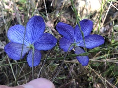Cheiranthera linearis