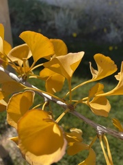 Ginkgo