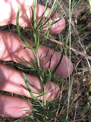 Cheiranthera linearis