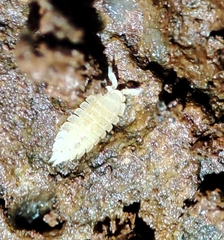 Platyarthrus codinai