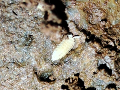 Platyarthrus codinai