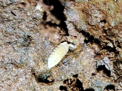 Platyarthrus codinai