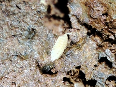 Platyarthrus codinai