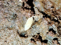 Platyarthrus codinai