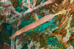 Aulostomus chinensis