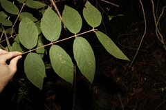 Callicarpa pedunculata