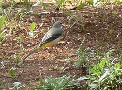 Motacilla cinerea