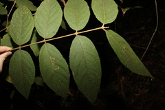 Callicarpa pedunculata