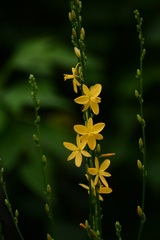 Echeandia breedlovei