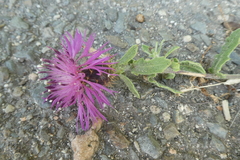 Centaurea sphaerocephala