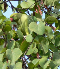 Psittacula krameri