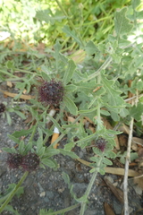 Centaurea sphaerocephala