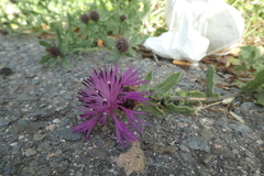 Centaurea sphaerocephala