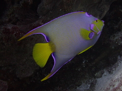Holacanthus ciliaris