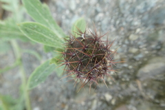 Centaurea sphaerocephala