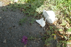 Centaurea sphaerocephala