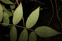 Callicarpa pedunculata
