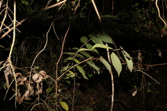 Callicarpa pedunculata