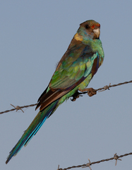 Barnardius zonarius barnardi