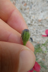 Papaver hybridum
