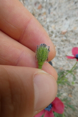 Papaver hybridum
