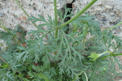 Papaver hybridum