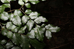 Pararchidendron pruinosum