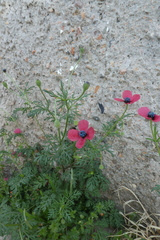 Papaver hybridum