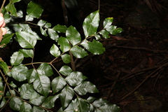 Pararchidendron pruinosum