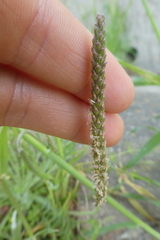 Plantago coronopus