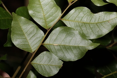 Pararchidendron pruinosum