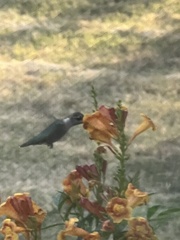 Archilochus colubris