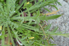 Plantago coronopus