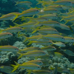 Mulloidichthys vanicolensis