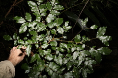 Pararchidendron pruinosum