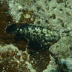 Epinephelus polyphekadion