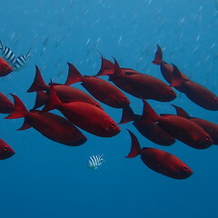 Priacanthus hamrur