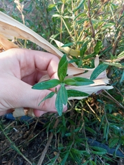 Hyssopus officinalis