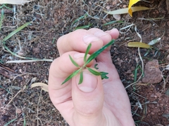 Hyssopus officinalis
