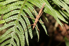 Pachymorpha